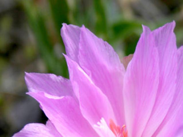 Bitterroot Wildflowers Are Stunning Survivors 100 Icons Missoulian Com