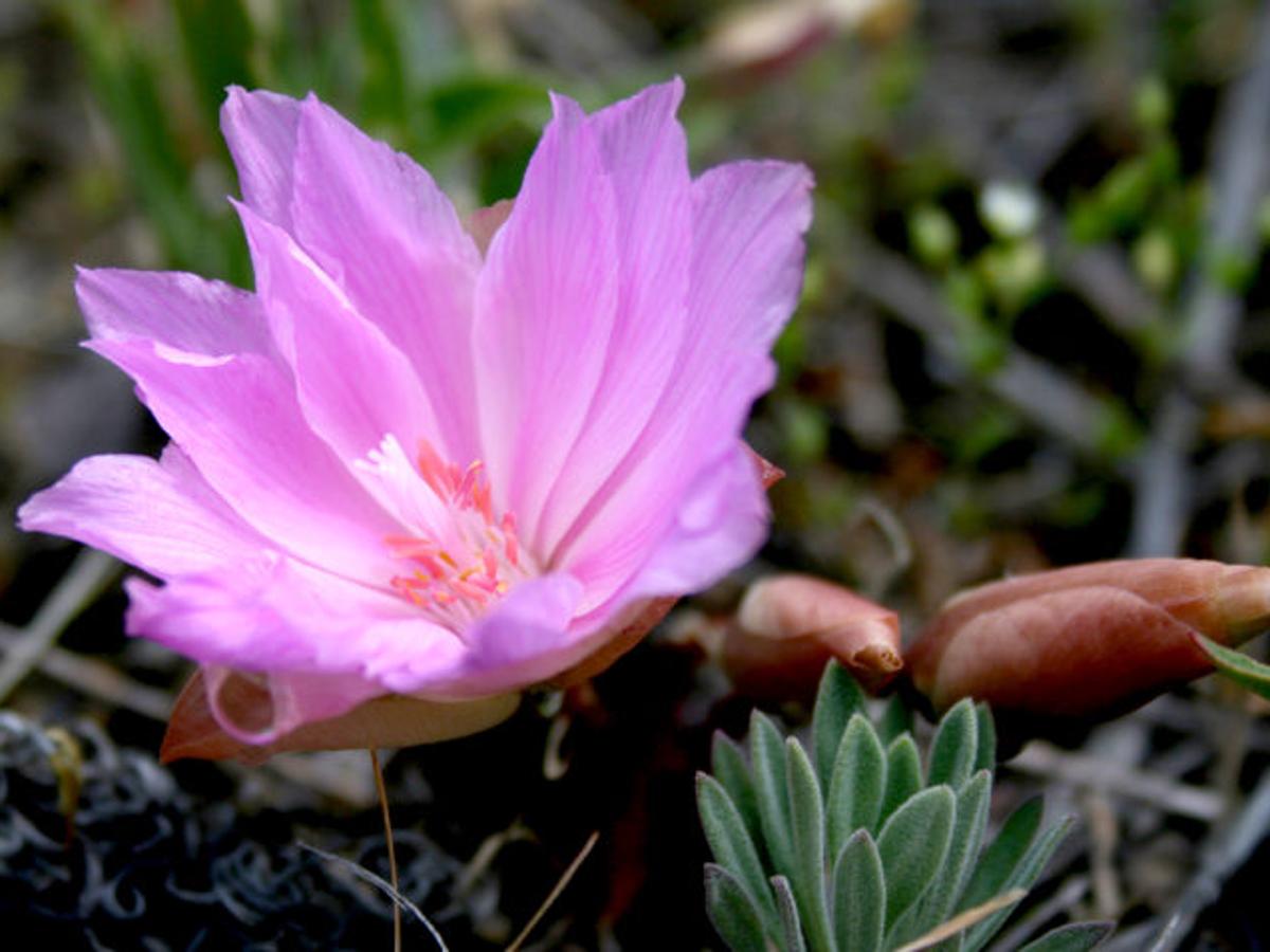 Bitterroot Wildflowers Are Stunning Survivors 100 Icons Missoulian Com Bitterroot Wildflowers Are Stunning Survivors 100 Icons Missoulian Com