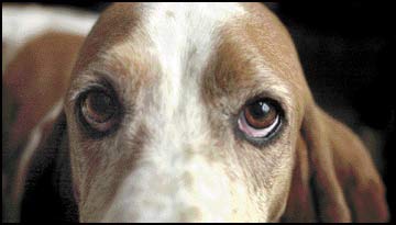 hounds haven basset rescue