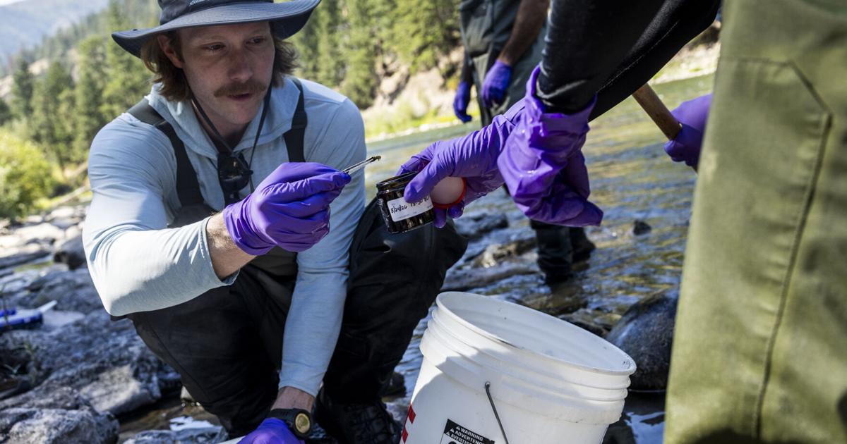EPA dons 'Sherlock Holmes hat,' searches for source of PCBs in western Montana rivers