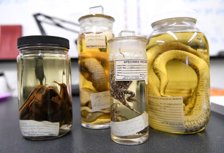 Carcass Club at University of Montana brings zoological museum to life
