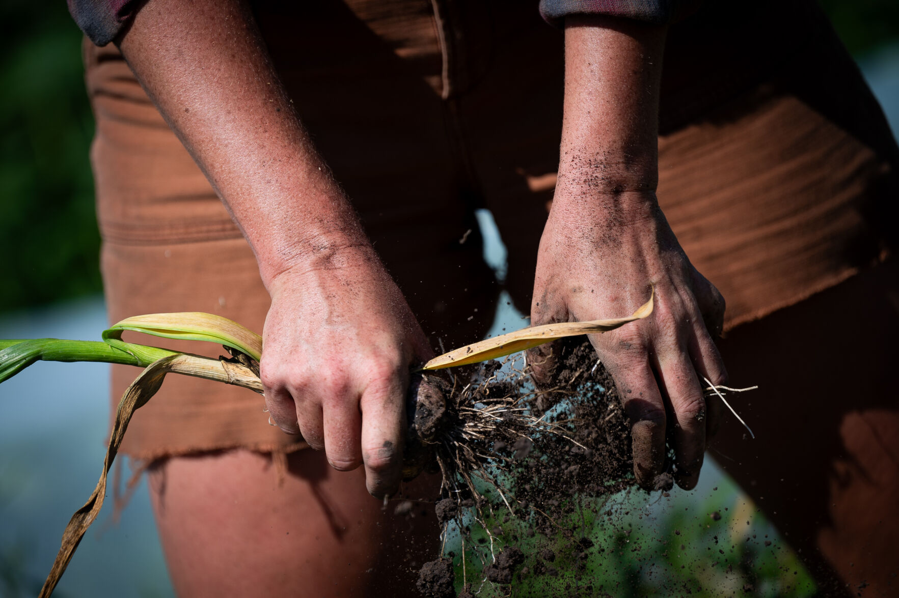 Clark Fork Organics farm in Missoula changing hands