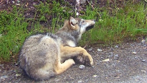 Washington wildlife officials kill wolf pack near Canadian border