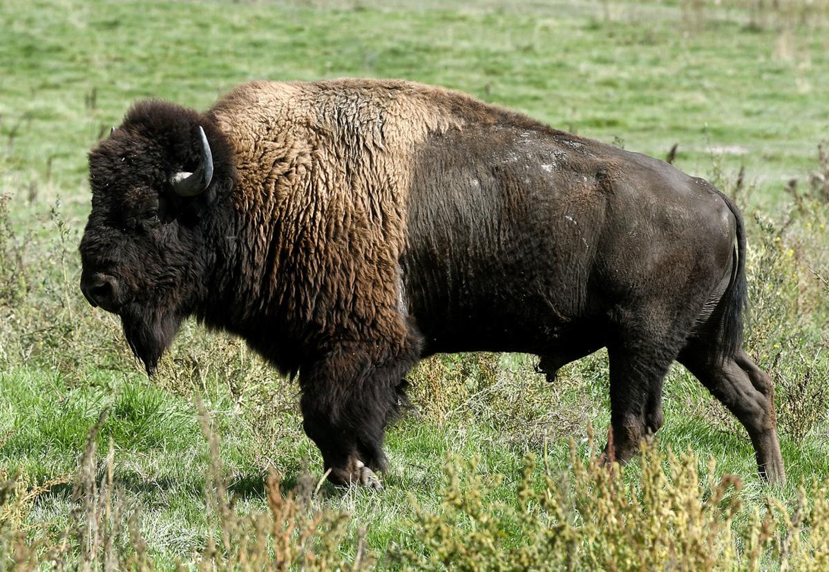 Raising bison Dixon rancher fulfilling lifelong dream Local News