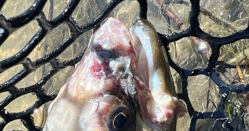 FWP and MSU team up to seek answers to trout woes - Vimarsana News