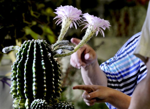 Night deals blooming cactus