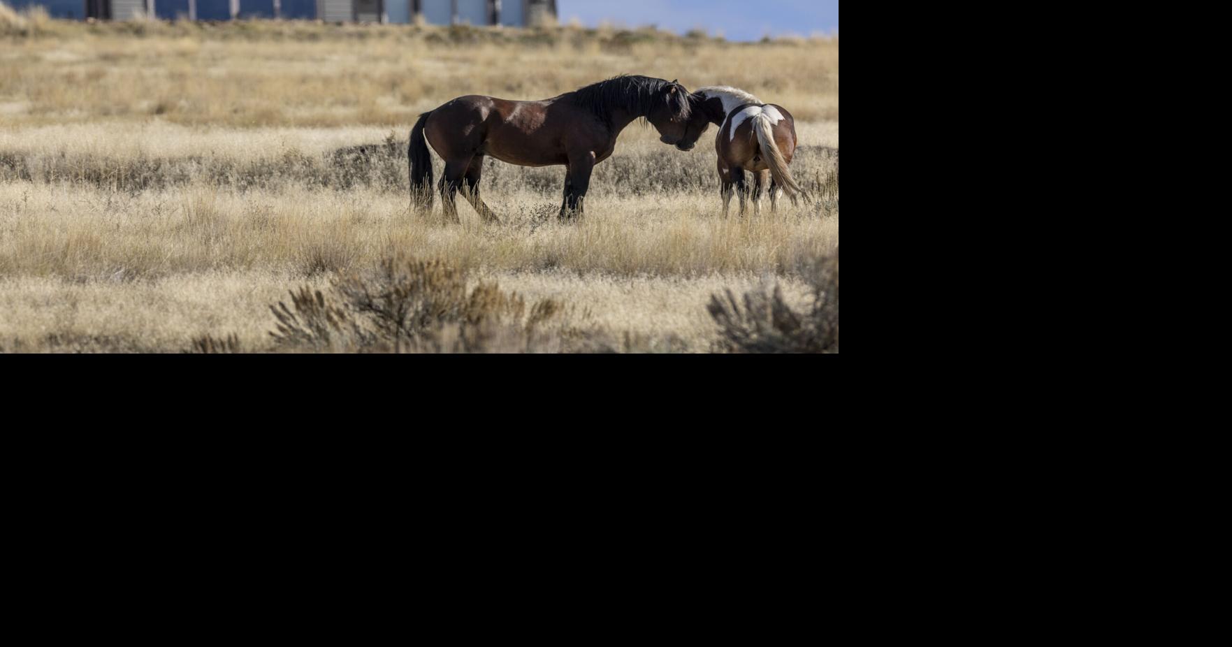 Missoula County considers resolution on feral horses; commenters get emotional