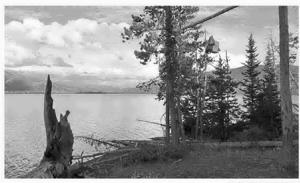 New BLM director drops fines for violation of food storage orders in bear country