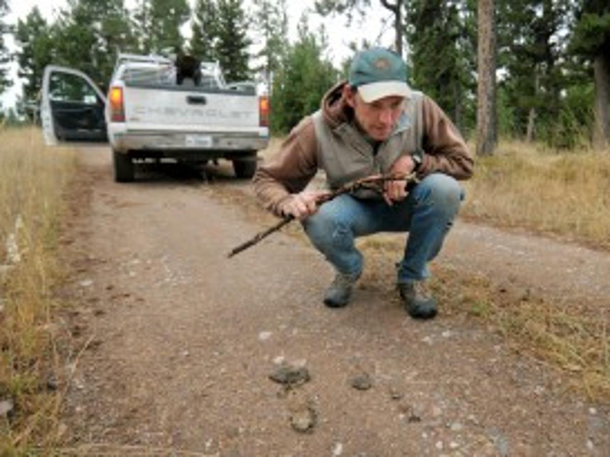 Predator Patrol Blackfoot Ranchers Rest Easier Knowing Their Stock Is Being Watched Over By Range Rider Territory Missoulian Com blacfoot challenge calendar 2021