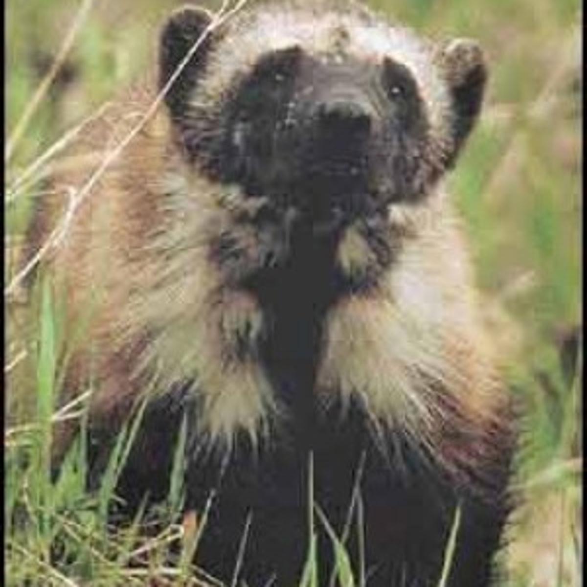Wolverines Mystery Wrapped In Muscle State Regional Missoulian Com