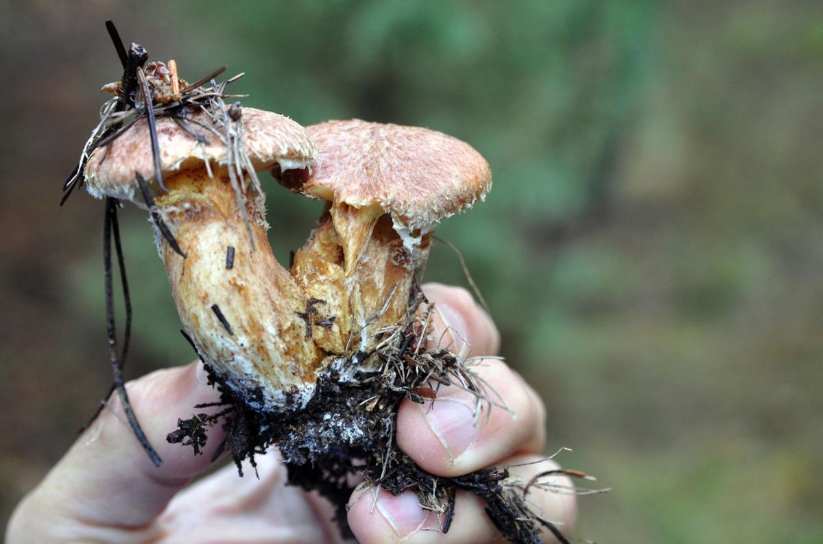 Wet Fall Begets Wild Mushroom Season Outdoors Missoulian Com