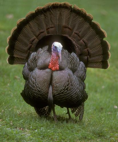 Double Gobble: The tale of Montana's two types of turkeys