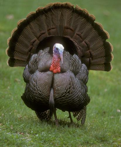 Double Gobble: The tale of Montana's two types of turkeys Double Gobble: The tale of Montana's two types of turkeys