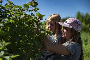 Thousands of lost apples: Weather wreaks havoc on western Montana fruit orchards
