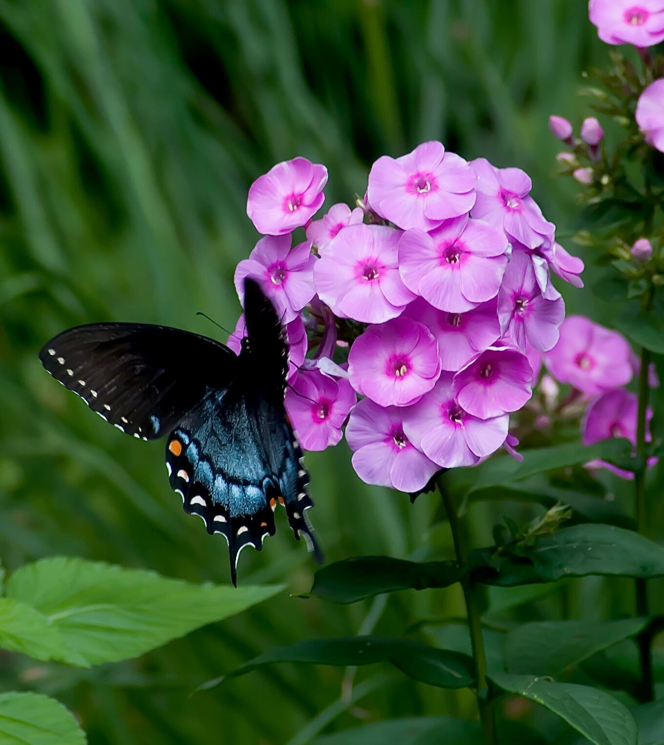 Garden phlox deals