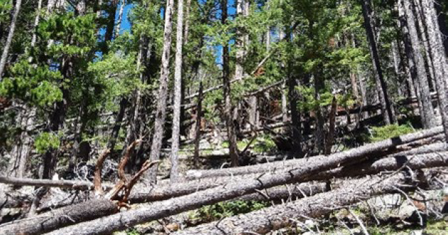 Final decision signed for national forest Wood Duck Project - Vimarsana News