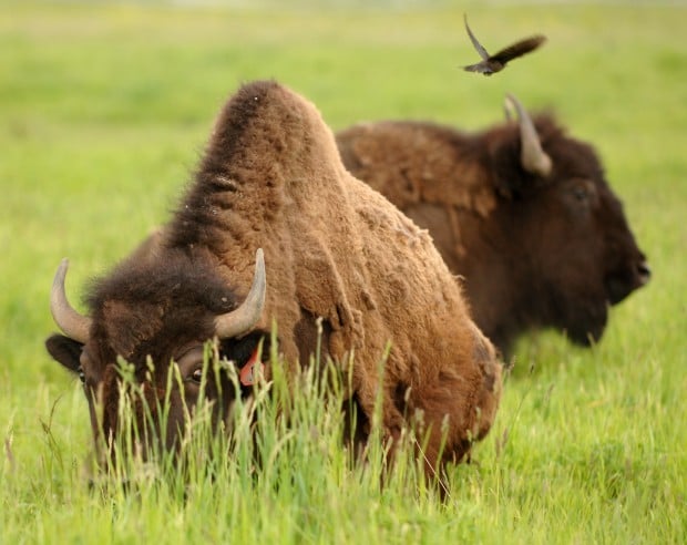 New hide, new bond: Creative Lolo ranchers save bison bull calf once ...