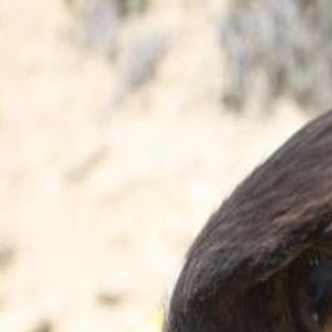 2nd Golden Eagle In 3 Years Killed At Nevada Wind Farm State Regional Missoulian Com