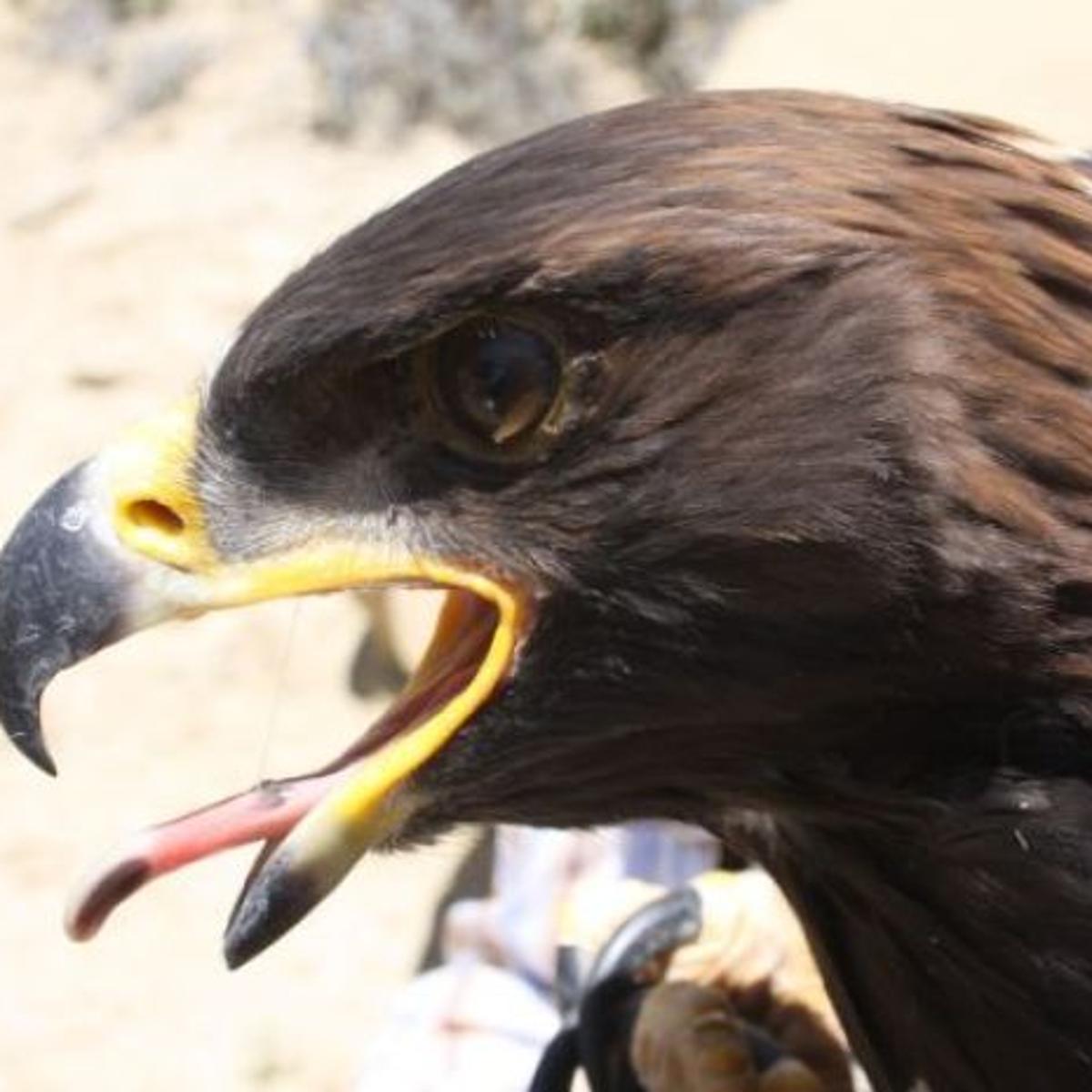 2nd Golden Eagle In 3 Years Killed At Nevada Wind Farm State Regional Missoulian Com