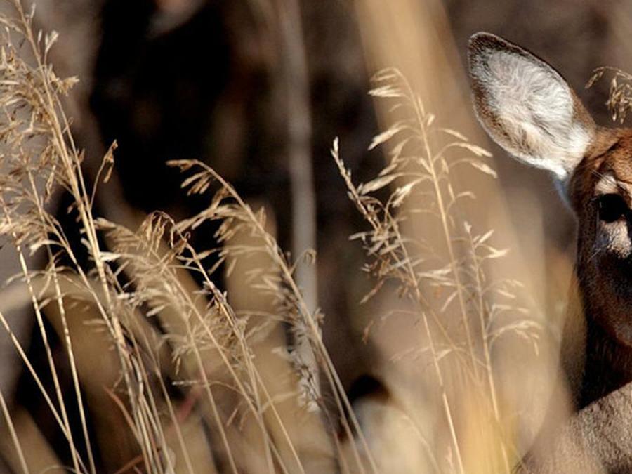 Viral Disease Killing Hundreds Of Deer In The Region State Regional Missoulian Com