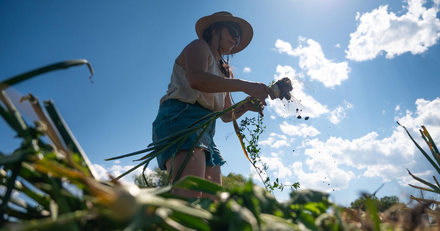 Missoula farm seeks Open Space funds for ag preservation - Vimarsana News