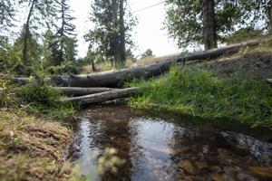 With pesticides found in Pattee Creek, Missoula officials seeking solutions