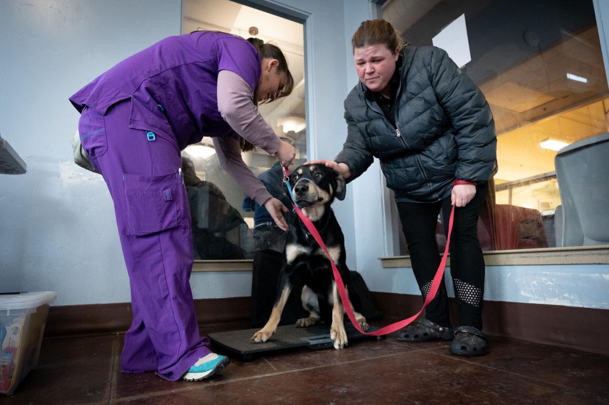 Nearly 1/3 of the US homeless population lives in California. This  veterinarian cares for the pets