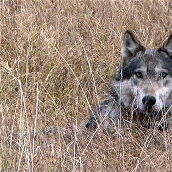 Douglas Smith and Diane Boyd: Wolf management in Montana - Vimarsana News