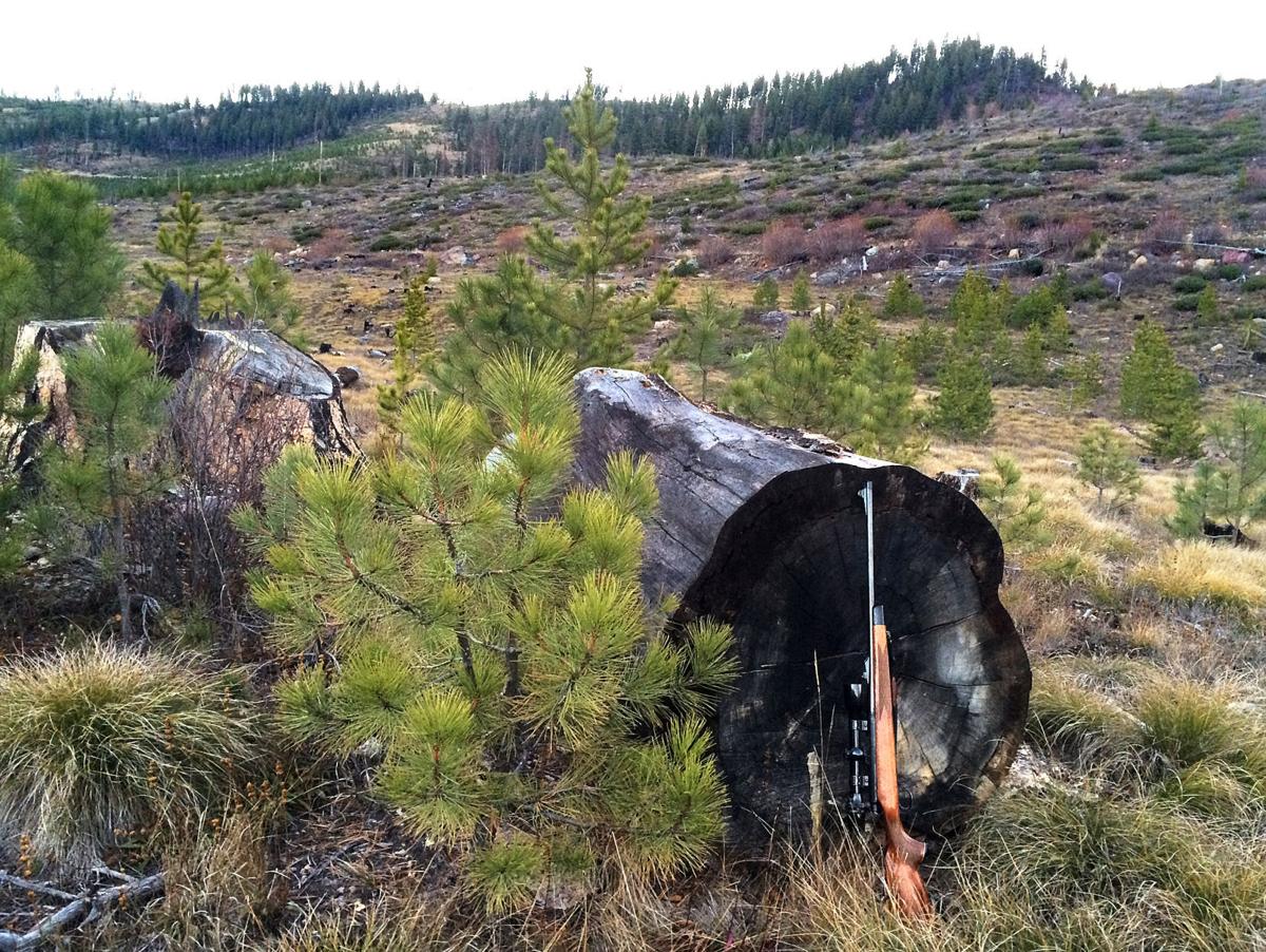 Where does wood come from? Nature and business shape Montana's forests