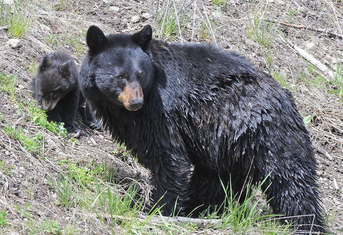 Woman Shooting Photos Gets Too Close To Yellowstone Mama Bear State Regional Missoulian Com A large old grizzly bear in yellowstone national park along the yellowstone river.