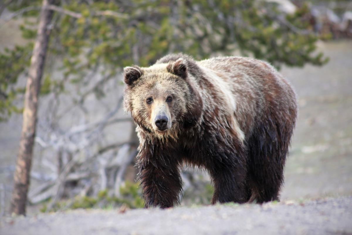 Grizzly bear guide: where they live, how they hunt and conservation - Discover Wildlife