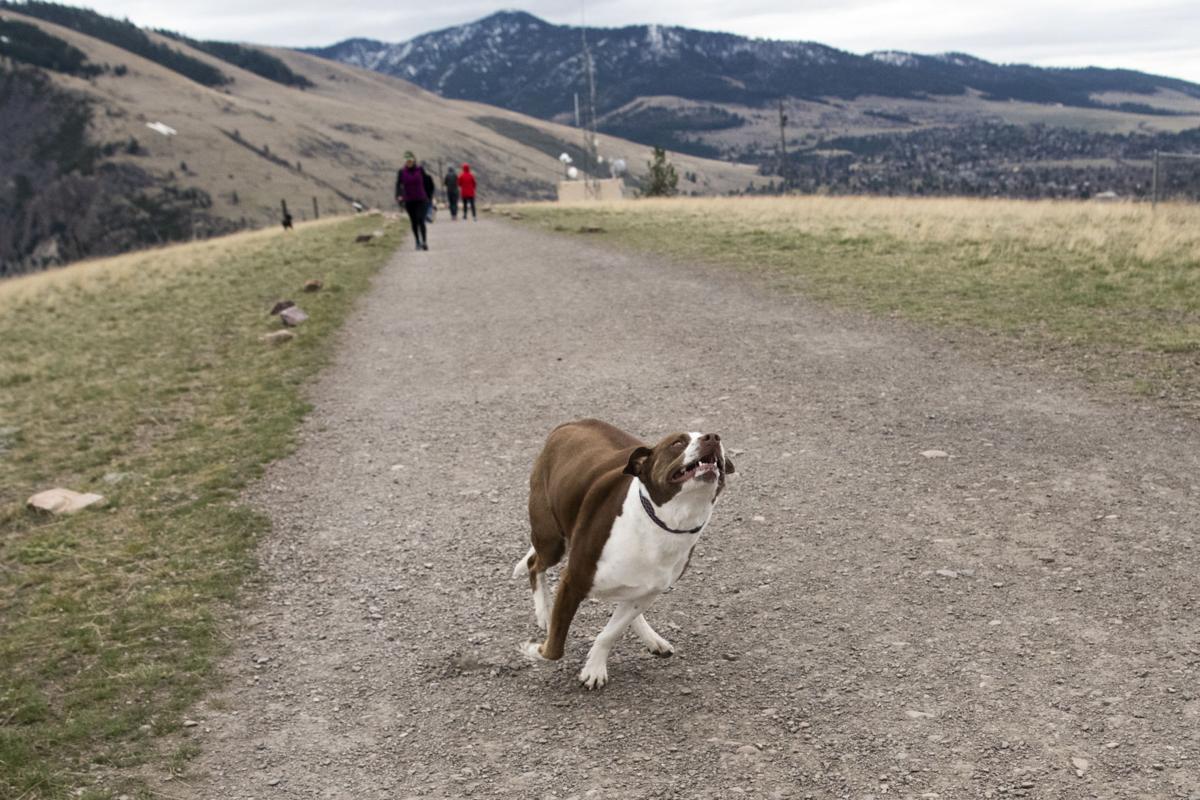 Missoula city officials Leash the dogs, save the phlox on Waterworks