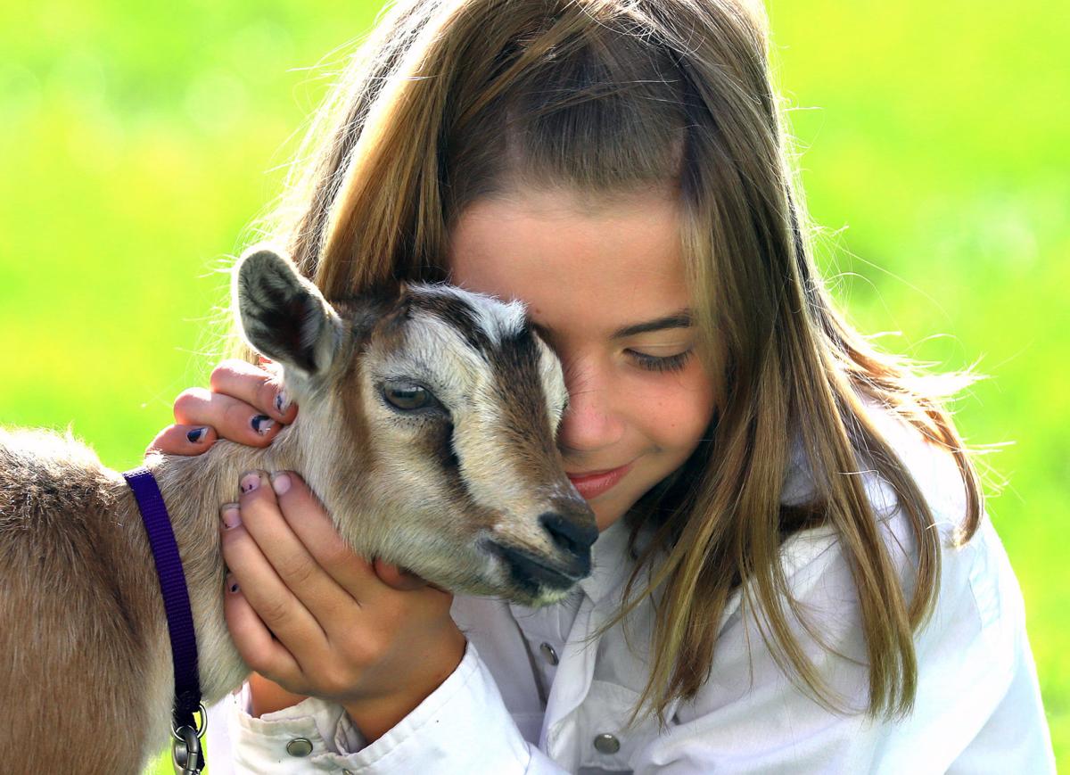 Bring on the goats: Ravalli County fair week gets started with goat show