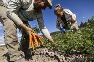 Free party scheduled for Sunday at Winter Kissed Farm near Stevensville, public invited