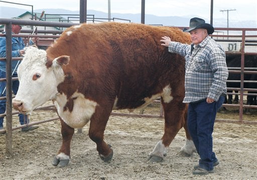 Cletus the 3,000-pound steer sold at Ramsay auction | State & Regional ...