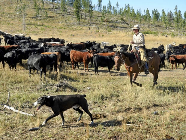Rancher Taking A Scientific Approach To Cattle Herding State Regional Missoulian Com