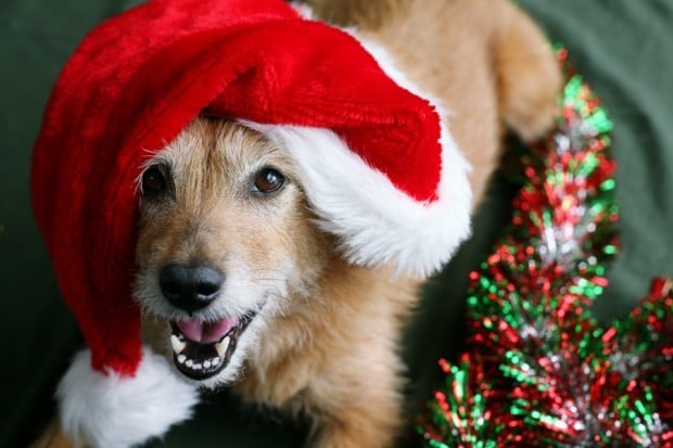 How to Get Your Pets Into the Holiday Spirit