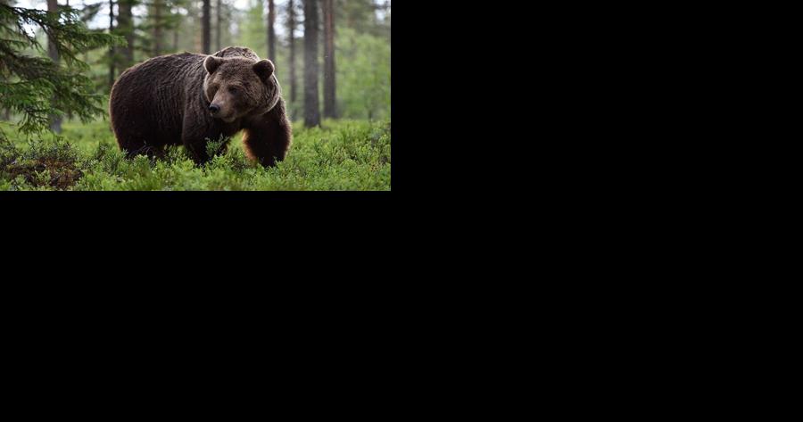 UM researcher releases grizzly connectivity study - Vimarsana News