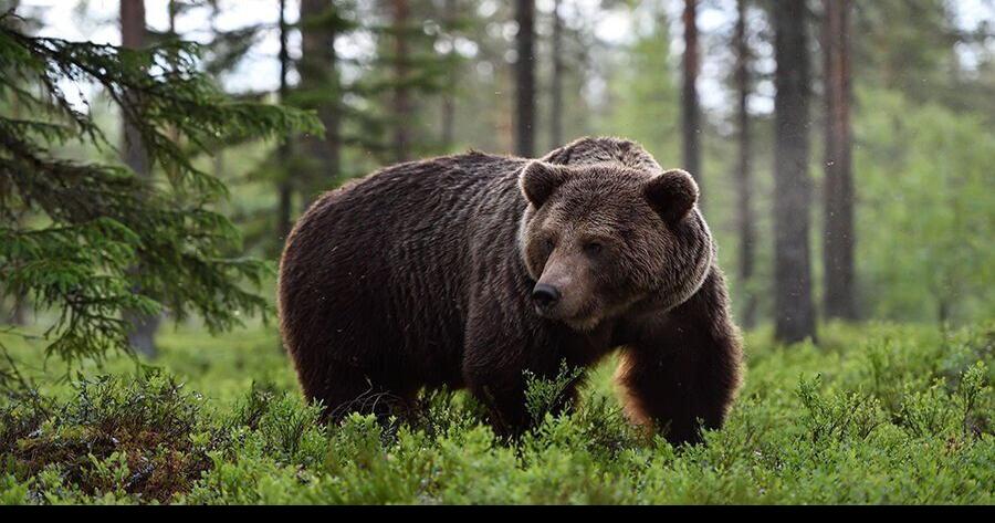 Grizzlies roam, but where? A new study offers clues