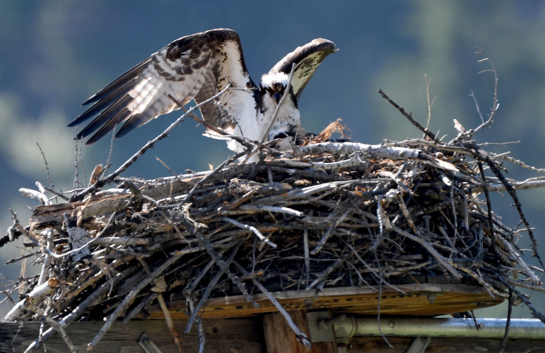 dunrovin osprey nest cam