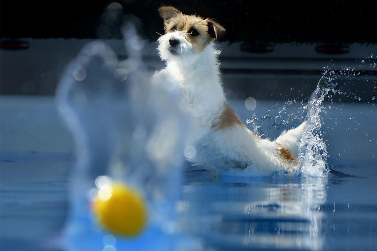 Paws first Diving dogs make a splash at fair competition Local News