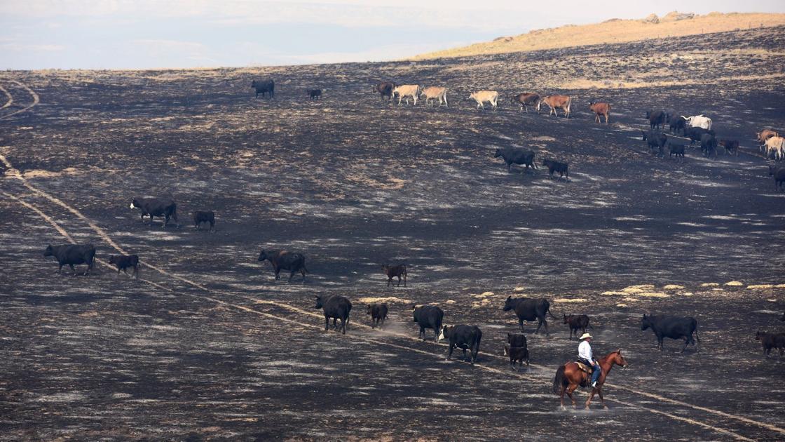 Evacuation order lifted for property owners threatened by Lodgepole Complex fire Evacuation order lifted for property owners threatened by Lodgepole Complex fire