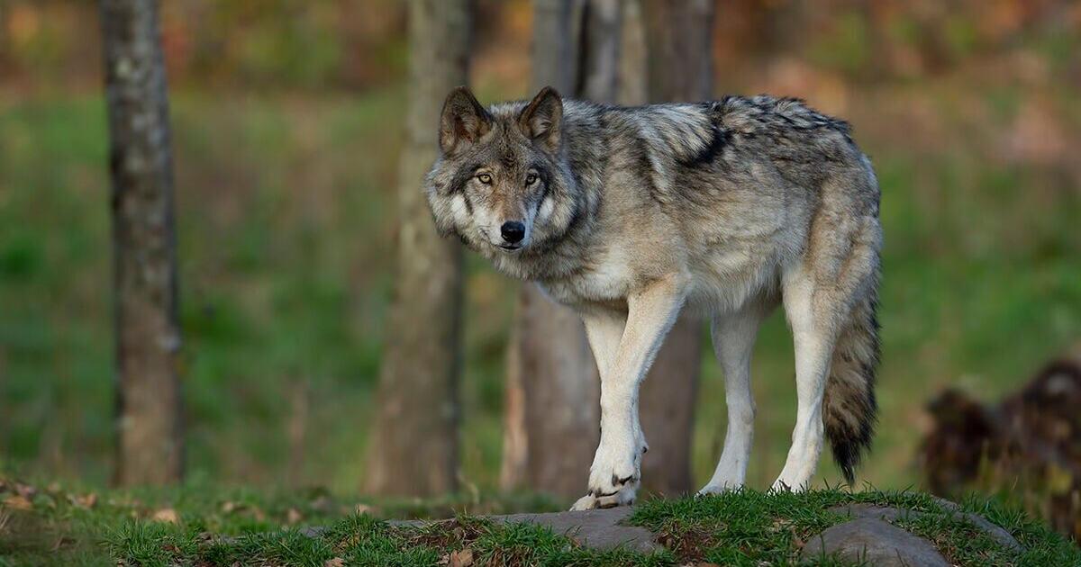 Shooters lured Colorado wolves to their deaths in Wyoming - Vimarsana News