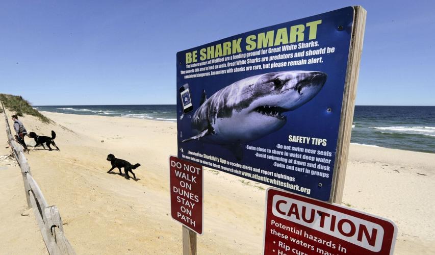Shark Week Shark Bait Treat Bag with Printable - Practical Savings