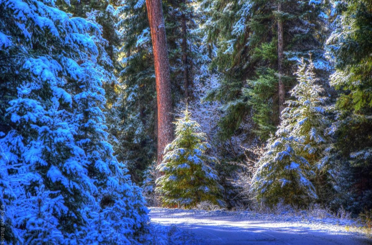 Tree hunting (copy)