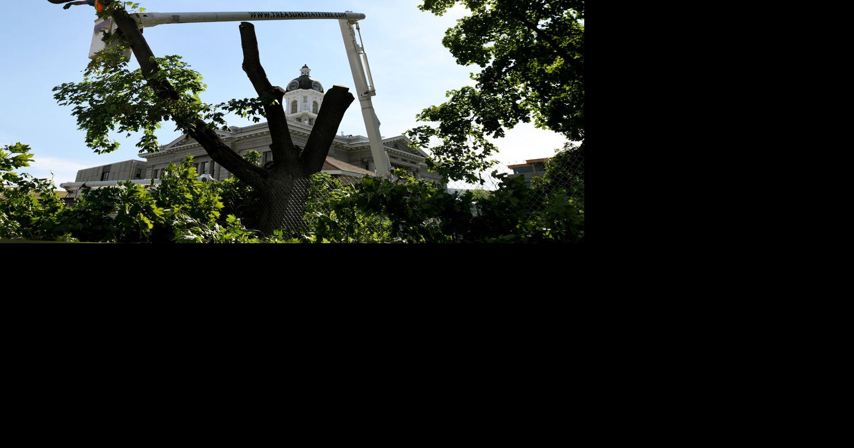 Century-old trees come down on Missoula County courthouse lawn