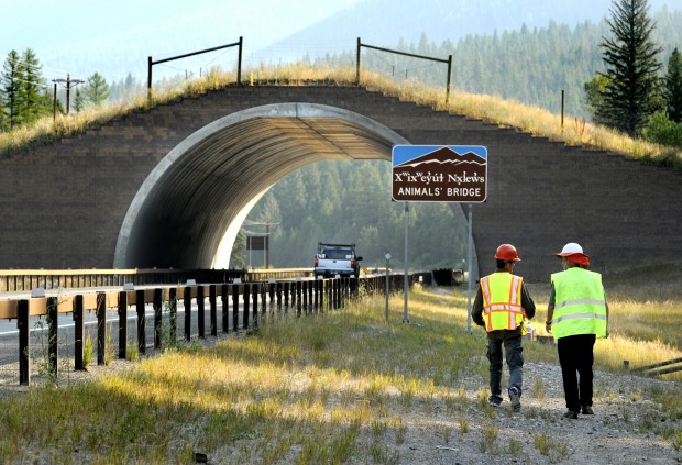 Researchers Study Montana Wildlife Crossings For Use On Chinese Researchers Study Montana Wildlife Crossings For Use On Chinese Roads