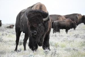 6 years overdue, DNRC rejects American Prairie request to graze bison on state lands