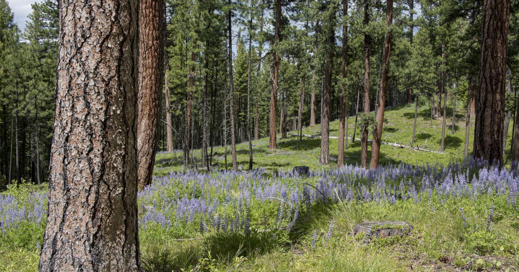 Biden moves to protect old-growth forest; loggers oppose - Vimarsana News