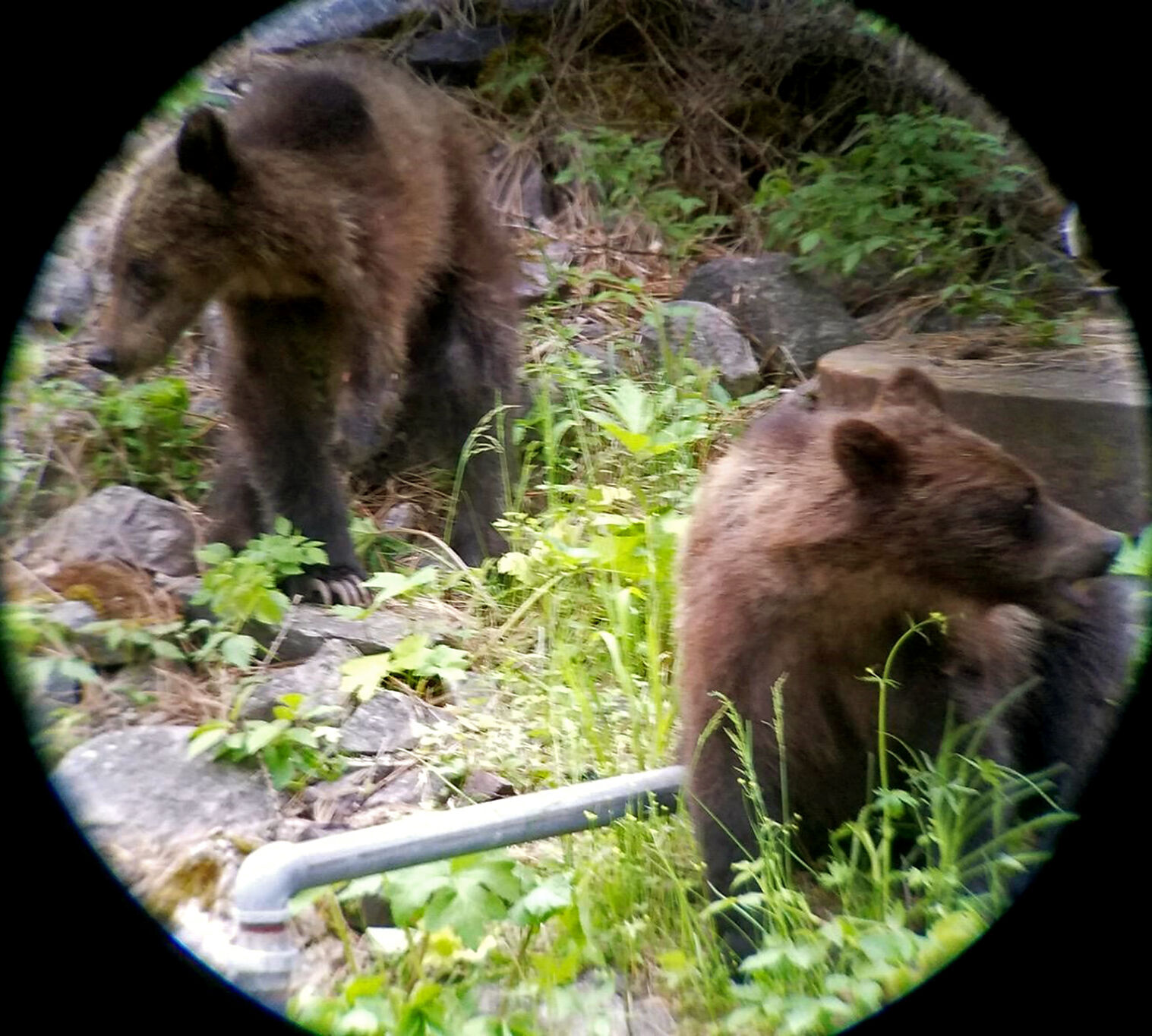 3-footed grizzly roams Missoula edge